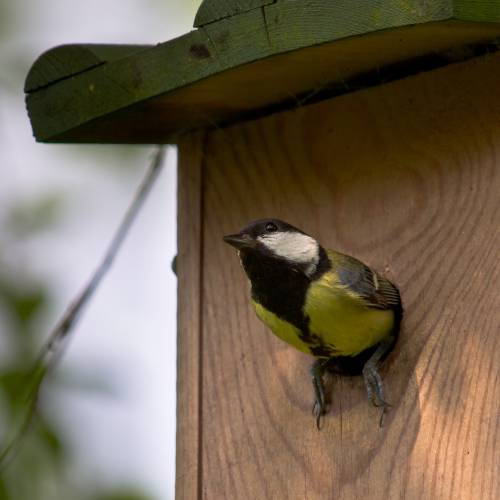 great tit nest box